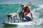 Dog Surf Competition&nbsp;Cerritos